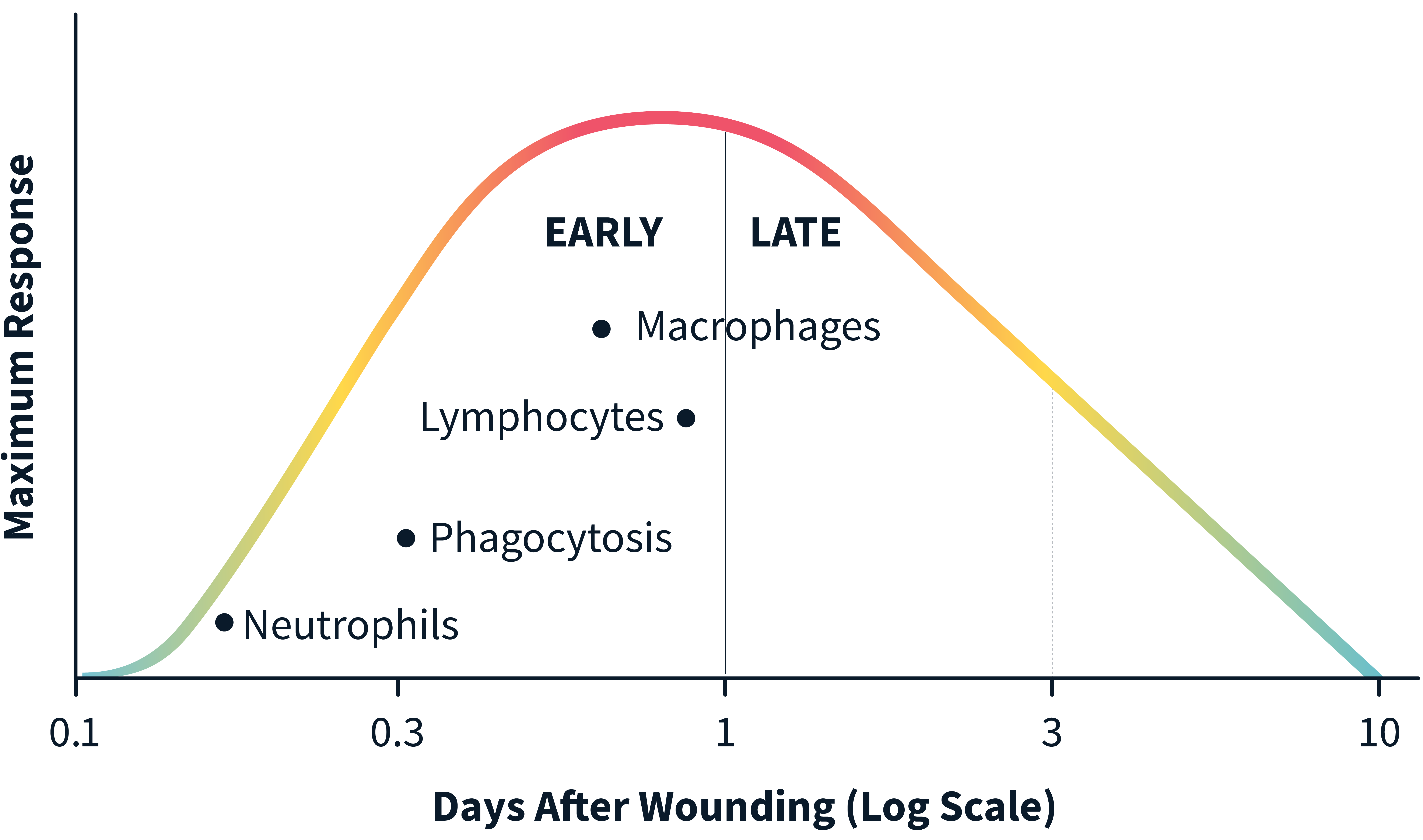 Graph showing the stages of inflammation from 1 hour to 10 days following surgery.
