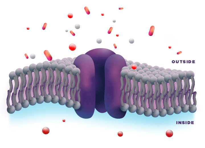 Animation: nerve cell membrane with surgical incision, surrounded by acidic environment from inflammation caused by surgery.