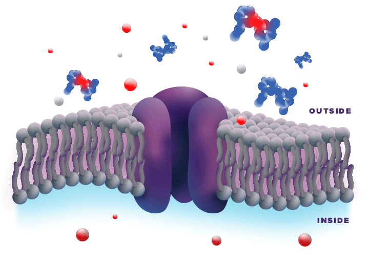 Animation: Un-ionized bupivacaine penetrating and becoming activated inside nerve cell membrane through ionization.