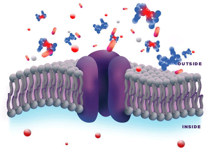 Animation: ionized bupivacaine not penetrating nerve cell membrane due to increased local postoperative inflammation acidity.